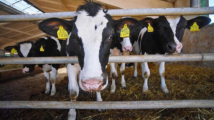 Российские ученые внедрили коровам нейроимпланты для увеличения надоев