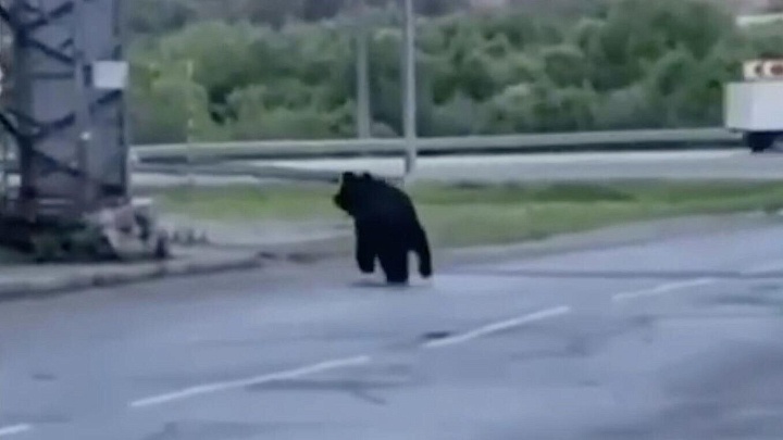В пригороде Хабаровска охотоведы поймали медведя, напугавшего местных жителей