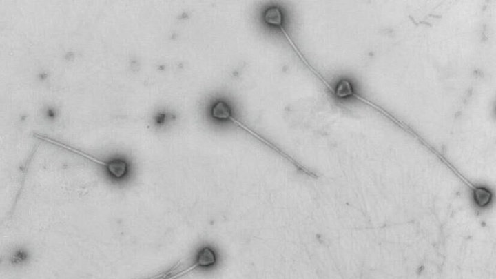 Ученые показали на фото гигантский вирус с необычными особенностями